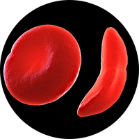 Close up image of a blood cell and sickle cell