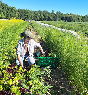 Gleaning produce from a farm in Maine for HLC